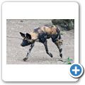 Afrikanischer Wildhund