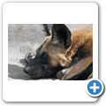 Afrikanischer Wildhund