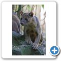 Fossa