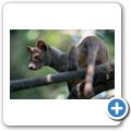 Fossa