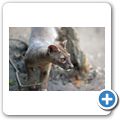 Fossa