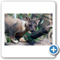 Fossa