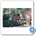 Fossa