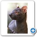 Fossa