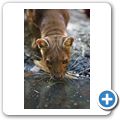 Fossa