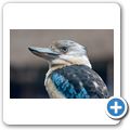 Kookaburra (Lachender Hans)