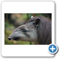 Flachlandtapir