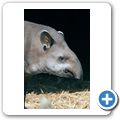 Flachlandtapir