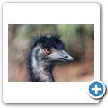 Emu