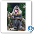 Mandrill