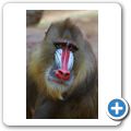 Mandrill