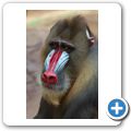 Mandrill