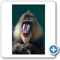 Mandrill
