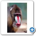 Mandrill
