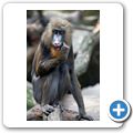 Mandrill