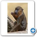 Mandrill
