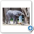 Elefant
