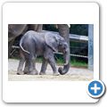 Elefant