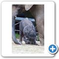 Elefant