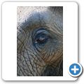 Elefant